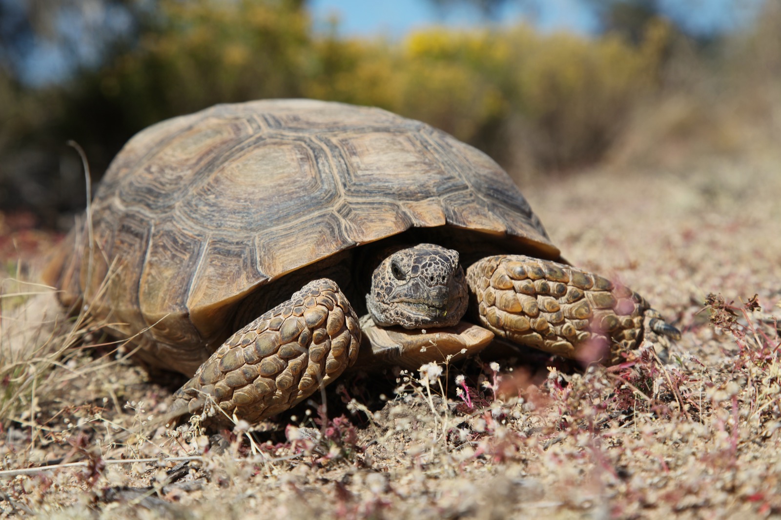 Desert tortoise